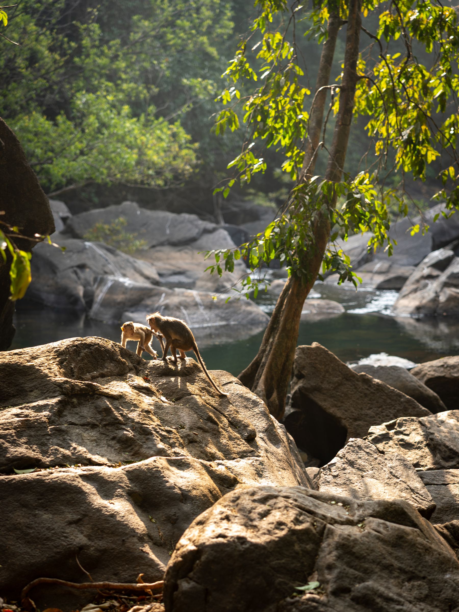Monkeys On Rocks Beside Stream